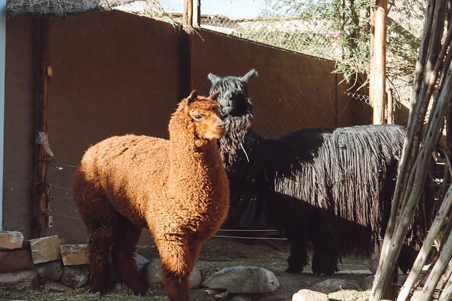 Mundo Alpaca